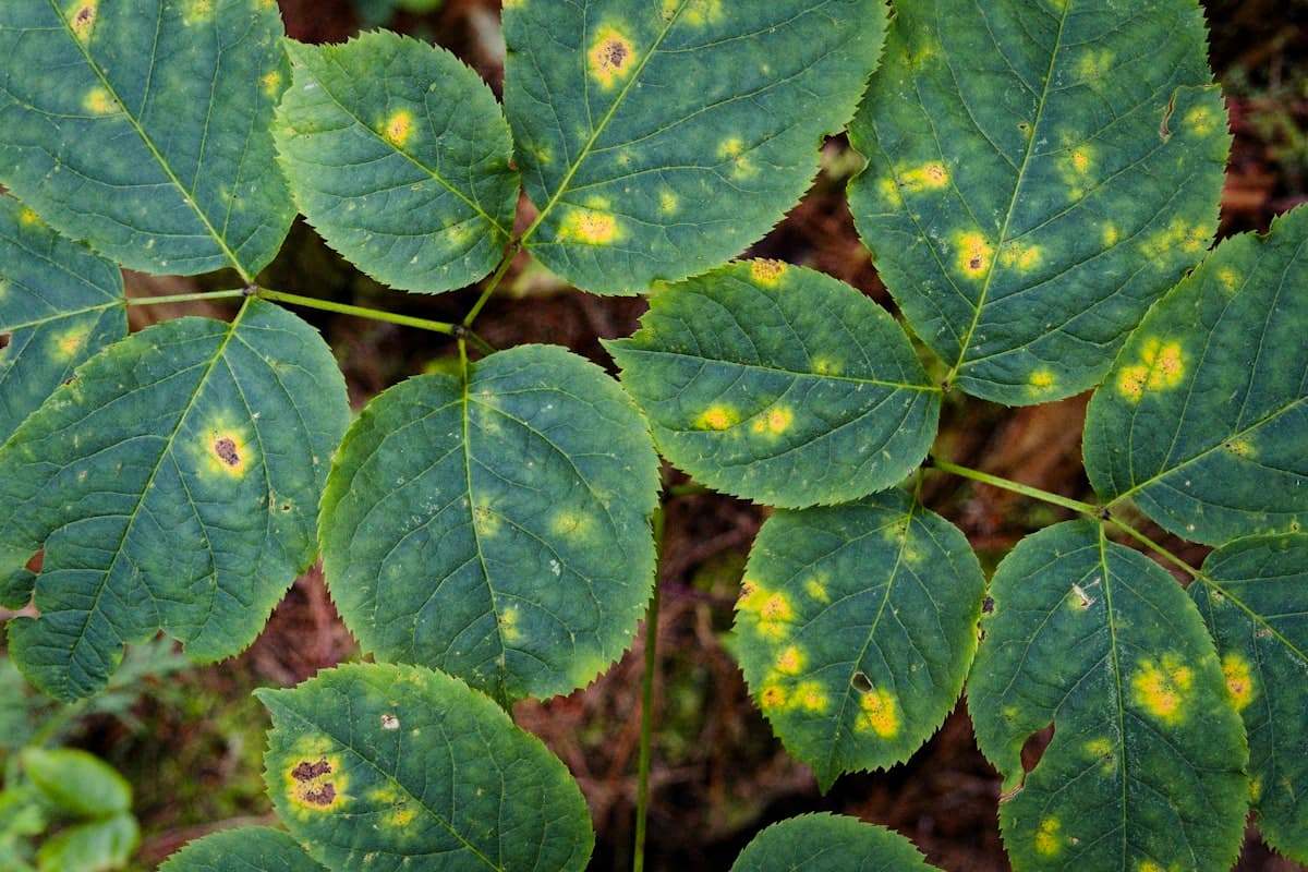 Close-up of a leaf showing visible disease spots, representative of the crop disease classification dataset